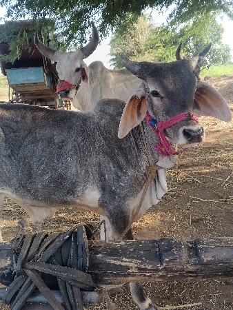 થંબનેલ 3