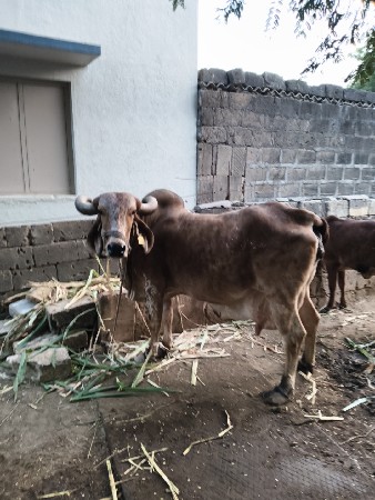 थंबनेल 3