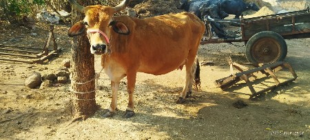 જર્સી ગાય વેચવાની છે