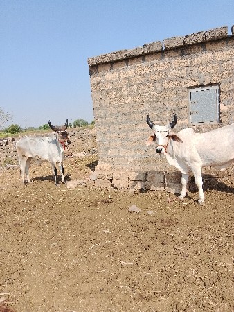 ગોધરા વેચવાના છે