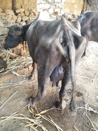 થંબનેલ 2