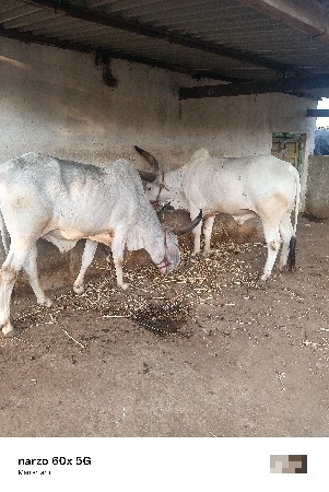 ઘોધલા વેચવાના છે