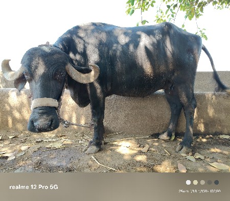 ભેંસ વેચવાની છે