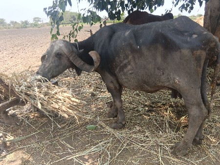 ભેંસ વેચવાની છે