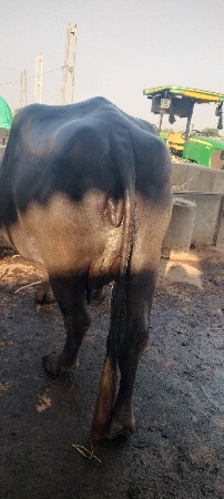 थंबनेल 2