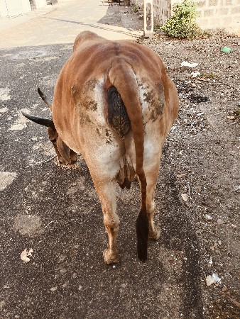 ગાય વેચવાની છે