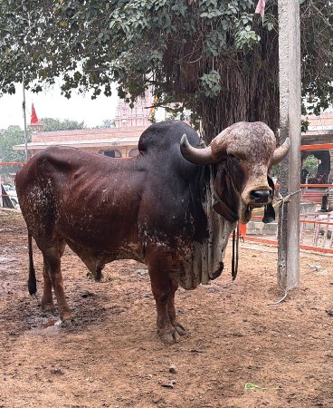 ખુટ  વેસવાનો  છે