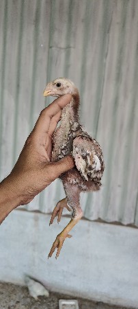 થંબનેલ 3