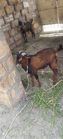 2 બકરા વેચવાના છે