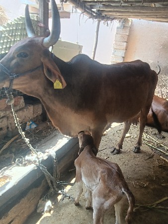 થંબનેલ 2