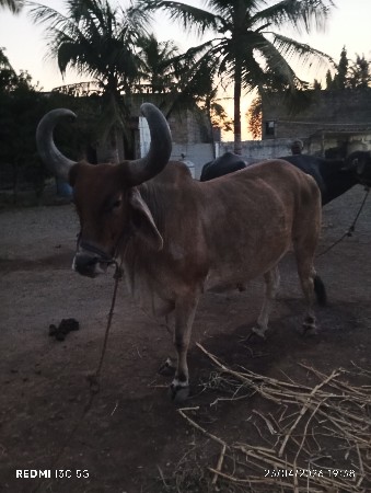 બળદ વેચવાનો છે