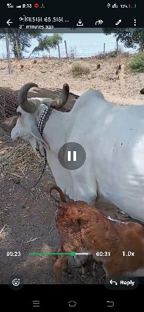 સફેદ ગાય