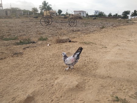 થંબનેલ 3