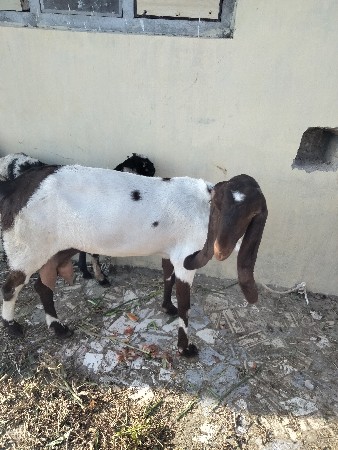 થંબનેલ 2