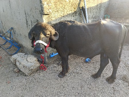 પાડો વેચવા નો છે