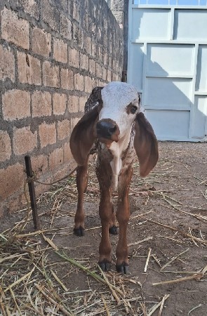 થંબનેલ 3