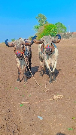 અંદરના બળાત્કાર વેચવાના છે ફુલ ટોટ