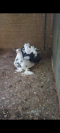 મોરપીંછ માદિ