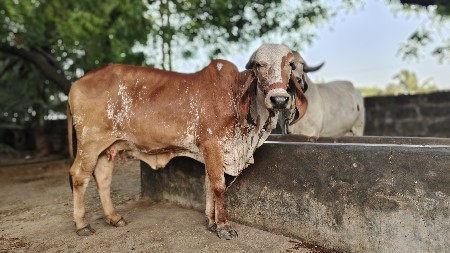 थंबनेल 2