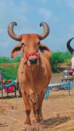માકડો બળ વેચવાનો છે દર મારવા બેસવા