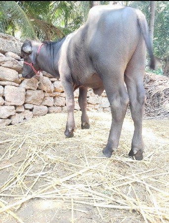 પાડો વેચવાનો છે