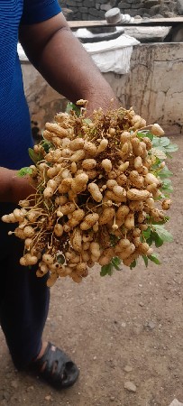 ગિરનાર ૪ મગફળી વેચવાની છે