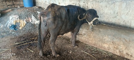 ખળેલી વેચવાની છે