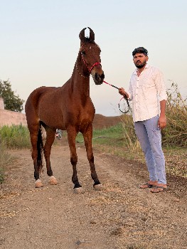 થંબનેલ 2