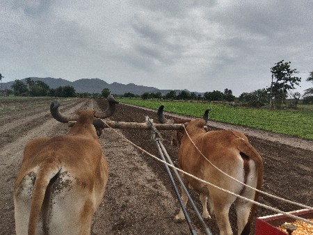 બળદ વેચવા ના છે