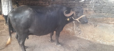 थंबनेल 3