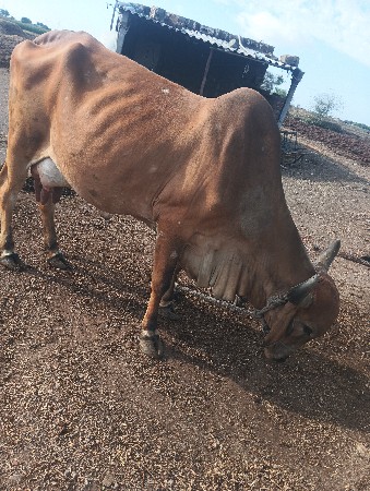 ગાય વેચવાની છે