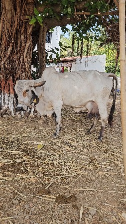ગાય વેચવાની છે