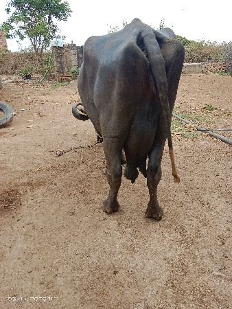 थंबनेल 3