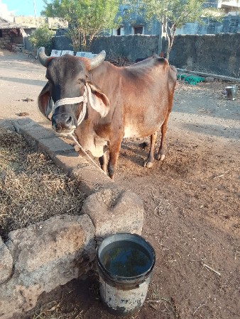 કાળી ગાય વેચવાની છે 5/6/દિવસ કાચી