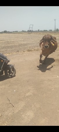 વેચવાની સે