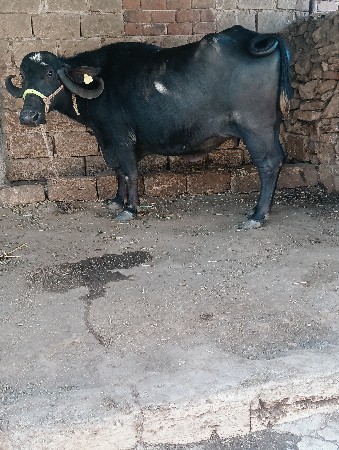 ભેંસ વેચવાની છે વેતર 2