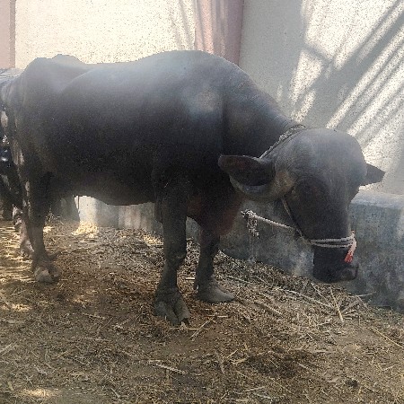 थंबनेल 3