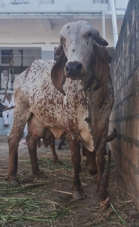 થંબનેલ 2