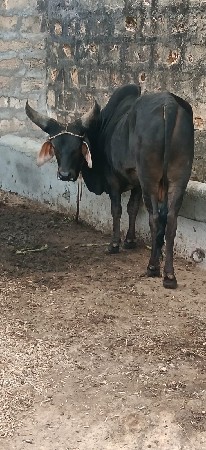 थंबनेल 2