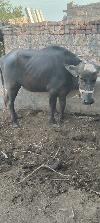 નાની પાડી સાથે પાડા ને સાટા કરવાના