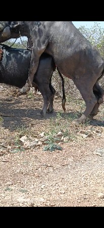 થંબનેલ 3