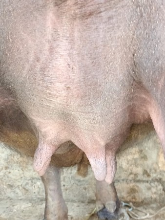 ખડેલીવેસવાનીસે