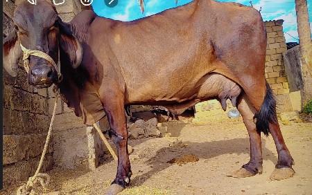 એક એચએફ ક્રોસ