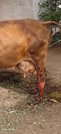 थंबनेल 3