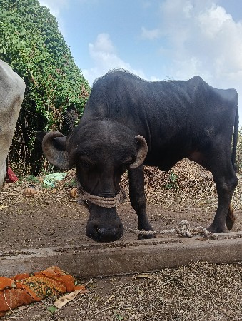 थंबनेल 2