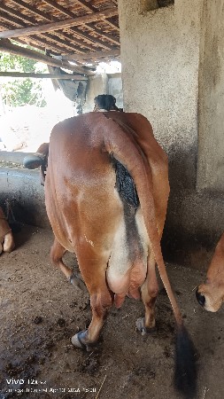 2 ગીર ગાય