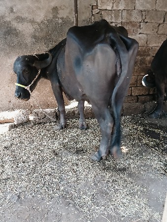 ભેંસ વેચવાની છે વેતર , 3