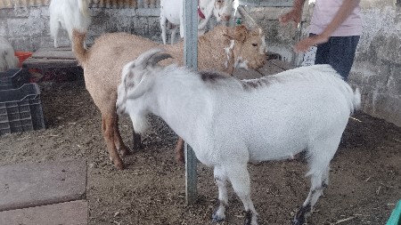 બકરાનું ખાતર લેવા માટે કોન્ટેક્ટ