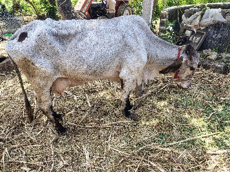 ગાય વેચવાની છે 3 વેતર