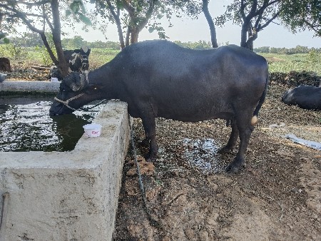 थंबनेल 3